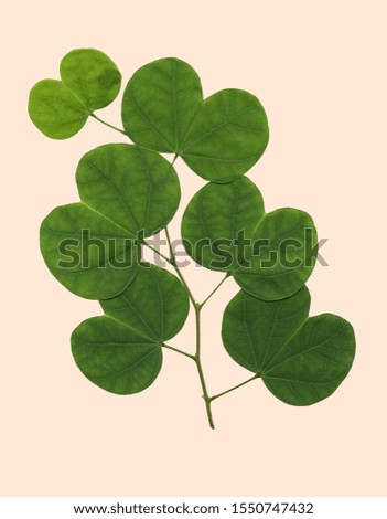 Orchid Tree leaves branch - isolated image