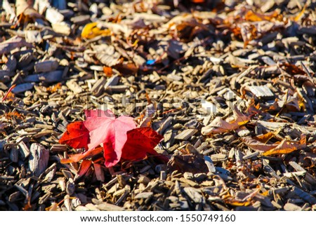 Leaves fading in the autumn, Brossard, Quebec, Canada