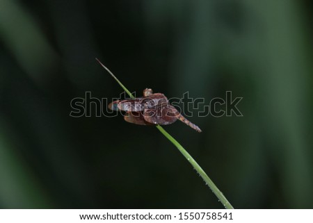 Dragonfly resting on a reed- Natural photography 