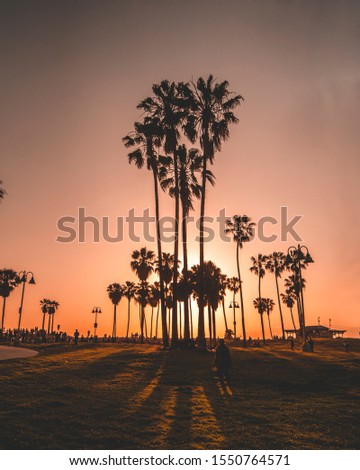 Sunset Venice Beach Palm Trees