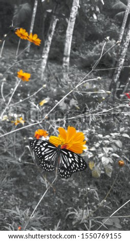 butterfly and flower have a best relation