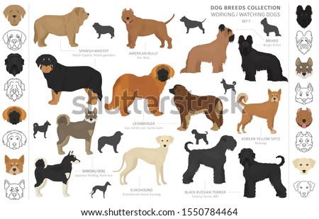 KOREAN-YELLOW-SPITZ Stock Vector Images - Avopix.com