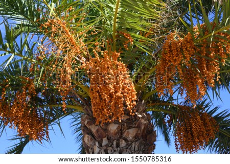 Date palms in the province of Alicante, Costa Blanca, Spain