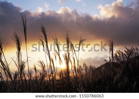 Autumn silver grass blowing in the wind with sunset field, jeju island, South Korea