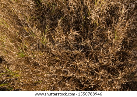 texture yellow grass in autumn top view close-up. nature of Belarus