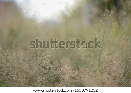 Nature view of green leaf in garden , Natural green plants a background or wallpaper.