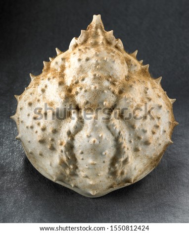 Still life of a Spider Crab Carapace. 