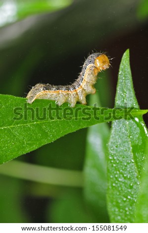 Caterpillar, in the wild nature 