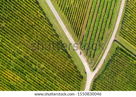 Top view of autumnal colored vineyards at Oestrich-Winkel / Germany on the Rhine