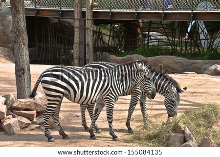 pair of zebras