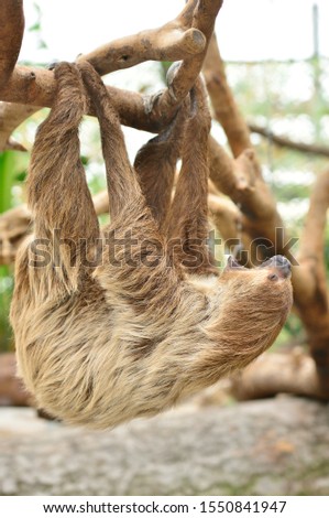 Sloth hanging on a tree.