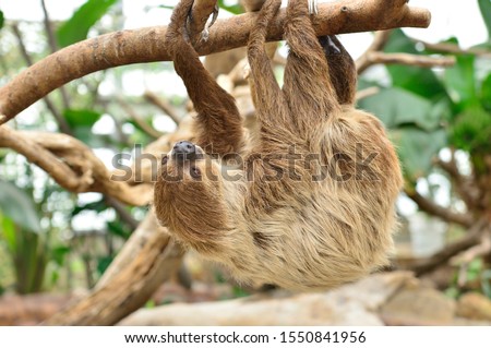Sloth hanging on a tree.
