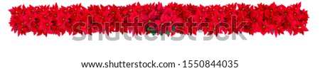 Background made with christmas red potted flowers