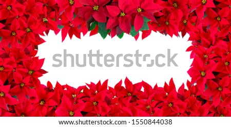 Background made with christmas red potted flowers
