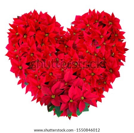 Love background with christmas red potted flowers