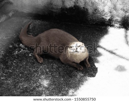 Otter image black and white background
