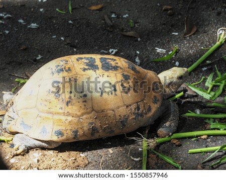 This tortoise is searching for food.