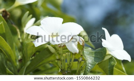 A very beautiful white flower closeup picture