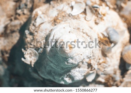 White sea shell macro background   