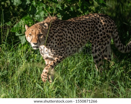 Cheetah walks through long grass in savannah Acinonyx jubatus