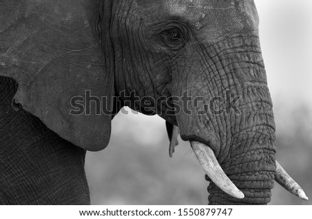 Details of African Elephant (Loxodonta africana), Kruger National Park, South Africa