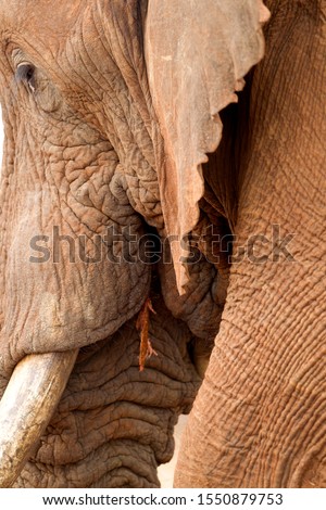 Details of African Elephant (Loxodonta africana), Kruger National Park, South Africa