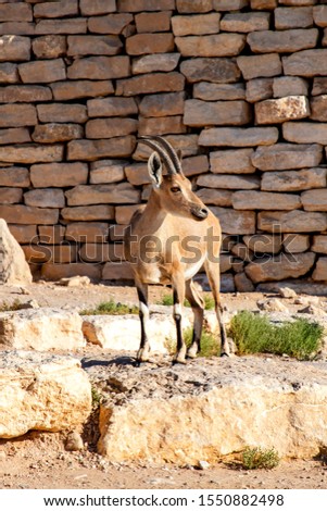 Nubian goat against a stone wall in Ramon Crater. Israel