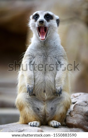 One meerkat roar on rock very cute animal 