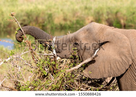 African Elephant (Loxodonta africana), eating, Kruger National Park, South Africa.