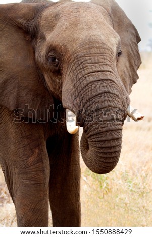 African Elephant (Loxodonta africana), eating, Kruger National Park, South Africa.