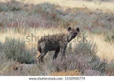 Hyena looking for something to eat