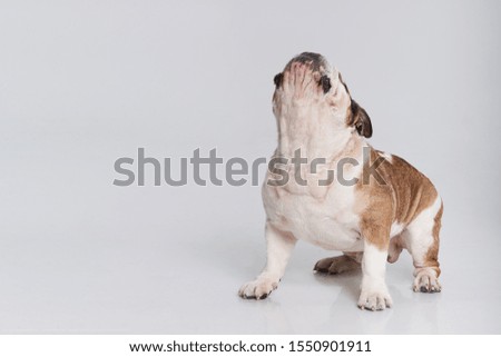 Dog English Bulldog breed on a white background with raised muzzle