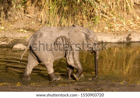 African Elephant (Loxodonta africana) -Young, Kruger National Park, South Africa.