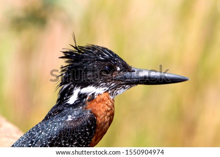 Giant Kingfisher (Megaceryle maxima), Kruger National Park, South Africa.