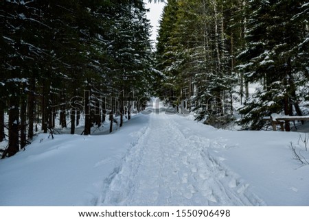 Winter forest covered by deep snow.
