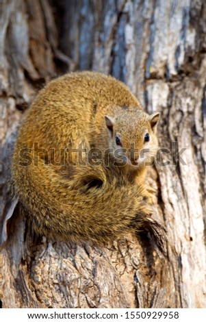 Tree Squirrel (Paraxerus cepapi), in the tree, Kruger National Park, South Africa.