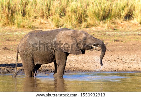 African Elephant (Loxodonta africana),  in the river, Olifants River, Kruger National Park, South Africa.