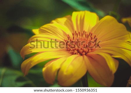 Beautiful Pictures of Flower in HD