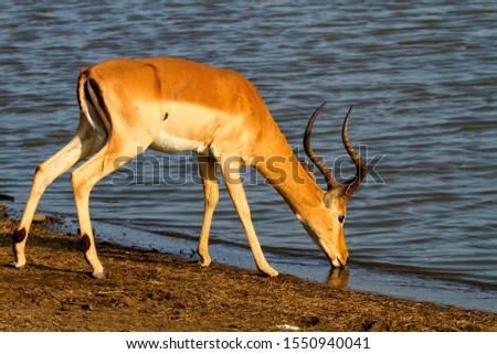 Impala (Aepyceros melampus) - Male, in the waterhole, Sunset Dam, Kruger National Park, Soputh Africa.