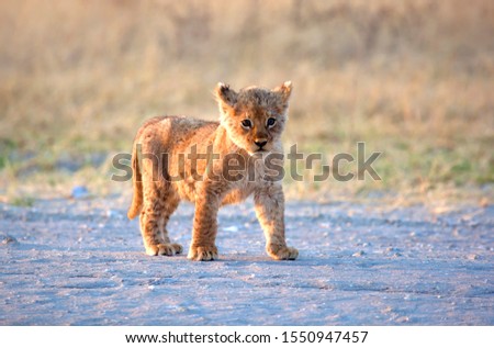 African lion (Panthera leo) - Cub, Moremi Game Reserve, Botswana.
