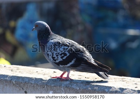 Macro photo pigeon dove bird. Photo nature bird dove sit on ground 