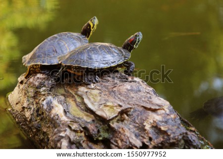 Water turtles in natural lake at park