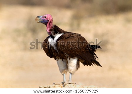 Lappetface vulture (Aegyptus tracheliotus),  Kaglagadi Transfrontier Park, Kalahari desert, South Africa.