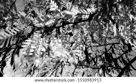 Black and white photography of sun shining through leaves on a tree branch in a garden. Nature photo suitable for background purposes