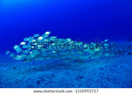 under water school of fish