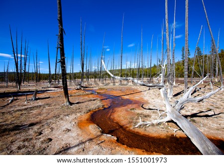 Dead tree near Artists Paintpots. The red colour of the water is due to the thermofilas and bacterium that live next to the geysers and spring water. Yellowstone National Park, Wyoming/Montana,