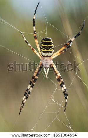 Argiope bruennichi Wasp Spider large spider and vivid colors frequent in places near streams natural light and foreground