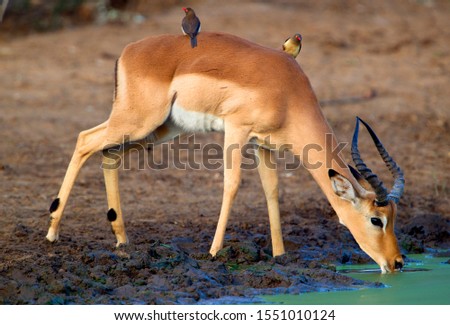 Impala (Aepyceros melampus) - Male, in the waterhole, Kruger National Park, South Africa.