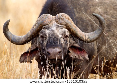 Buffalo (Syncerus caffer), Kruger National Park, South Africa.