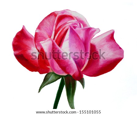 A gorgeous hand painted pink and red rose illustration in oil pastels in an elegant luxurious vintage style art of a flower in full bloom isolated on a white background.